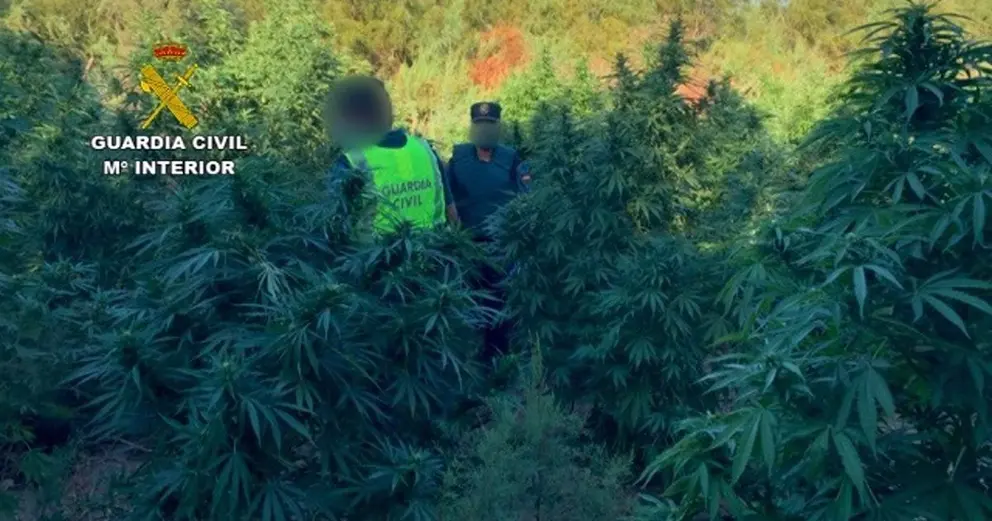 04/09/2020 Plantaci&oacute;n de marihuana en Bornos donde fueron tiroteados tres agentes de la Guardia Civil
SOCIEDAD ESPA&Ntilde;A EUROPA ANDALUC&Iacute;A
GUARDIA CIVIL