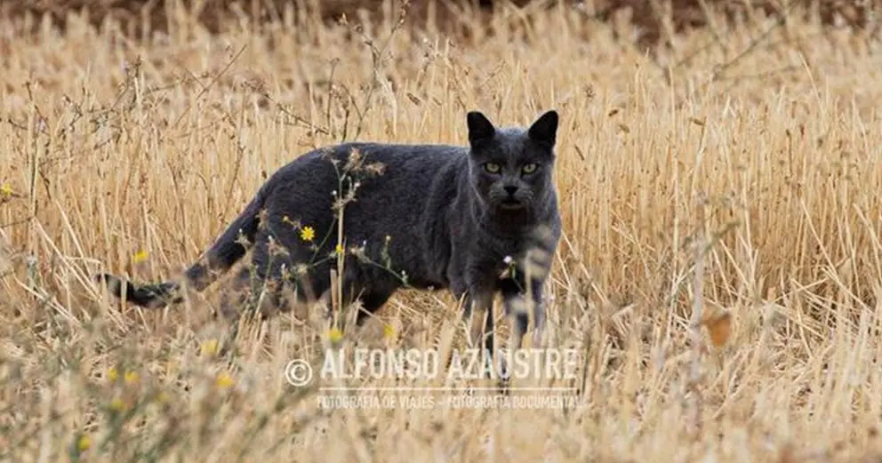 Foto: Alfonso Azaustre