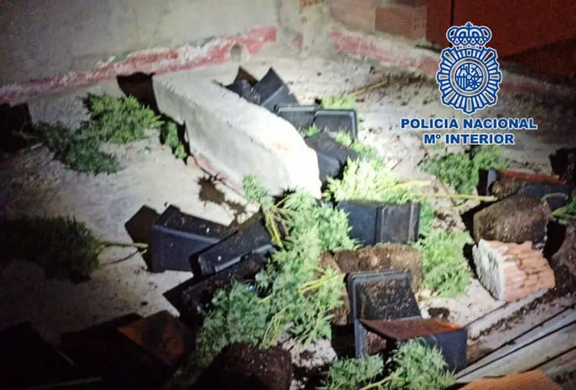 08/10/2020 Almer&iacute;a.-Sucesos.-Detenido tras deshacerse de plantas de marihuana tir&aacute;ndolas a la terraza del vecino.

Agentes de la Polic&iacute;a Nacional han desmantelado una plantaci&oacute;n indoor de marihuana y han detenido a una persona en Almer&iacute;a tras acudir a un aviso por una reyerta familiar en una vivienda.

SOCIEDAD 
POLIC&Iacute;A DE ALMER&Iacute;A