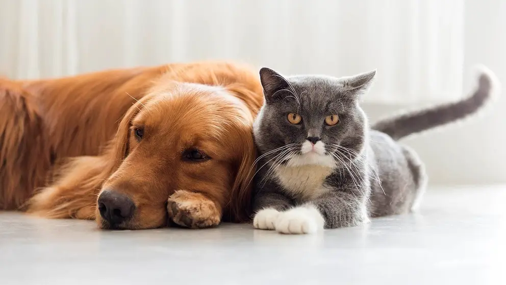 Dogs and cats snuggle together