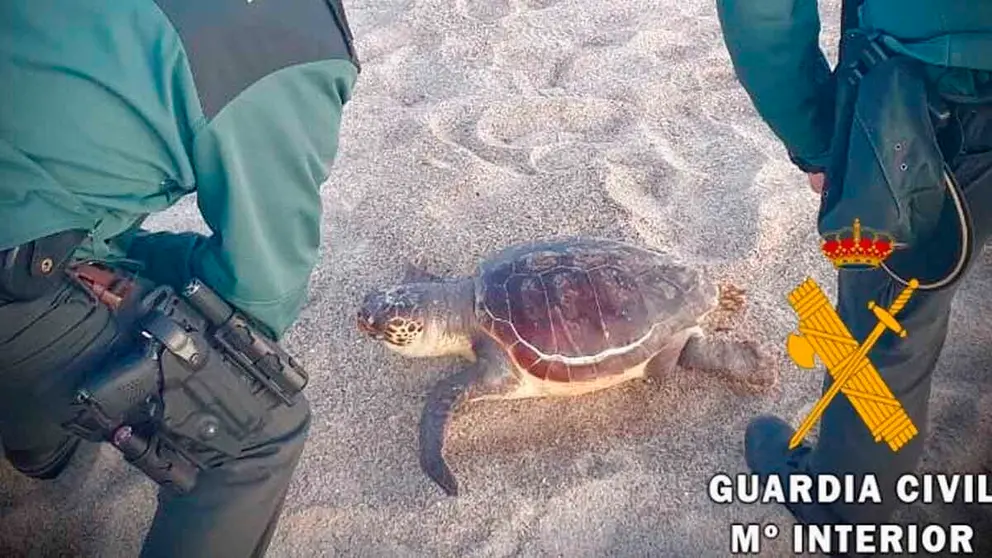 Tortuga boba varada en una playa de Almer&iacute;a
