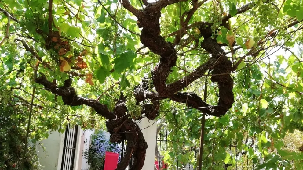 Parra mas antigua Huelva