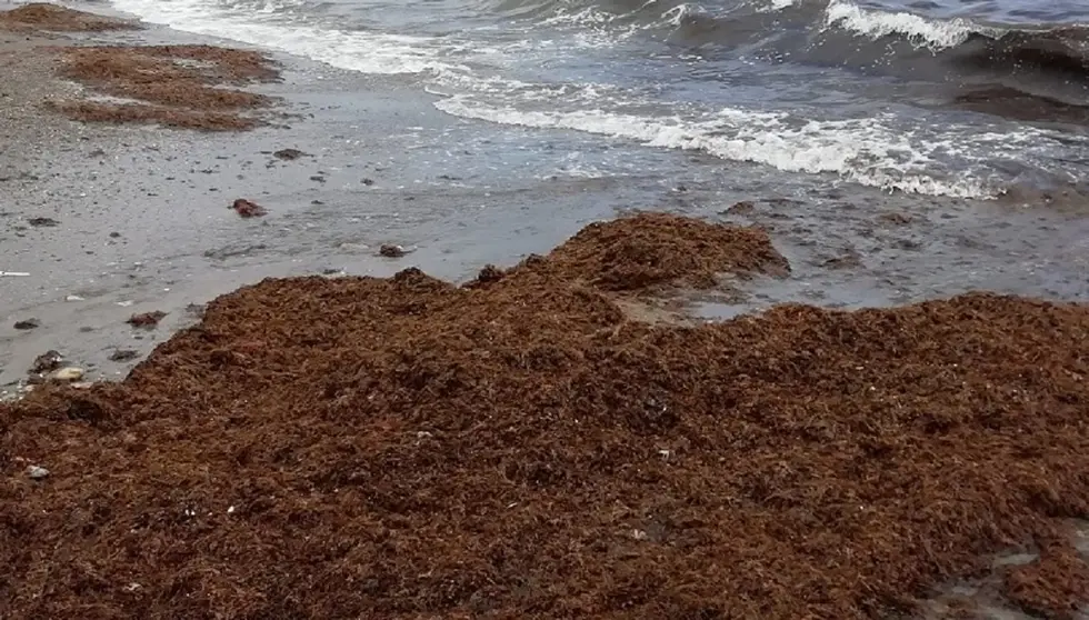 El alga asi&aacute;tica invasora