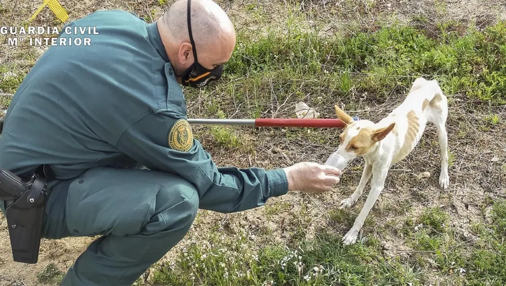 Rescate perro Pinos Puente