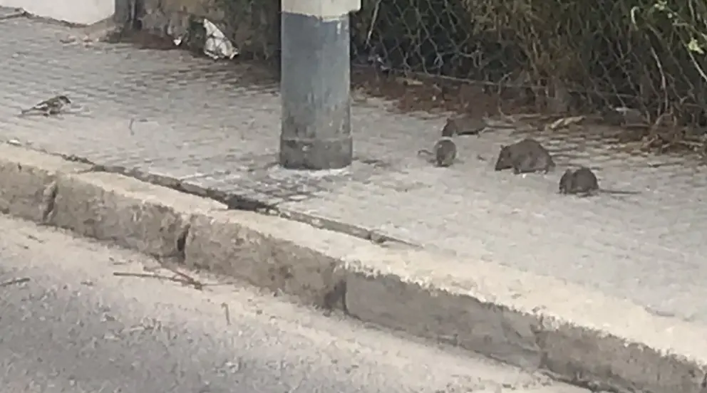 Ratas en la calle Almirante Vierna de C&aacute;diz