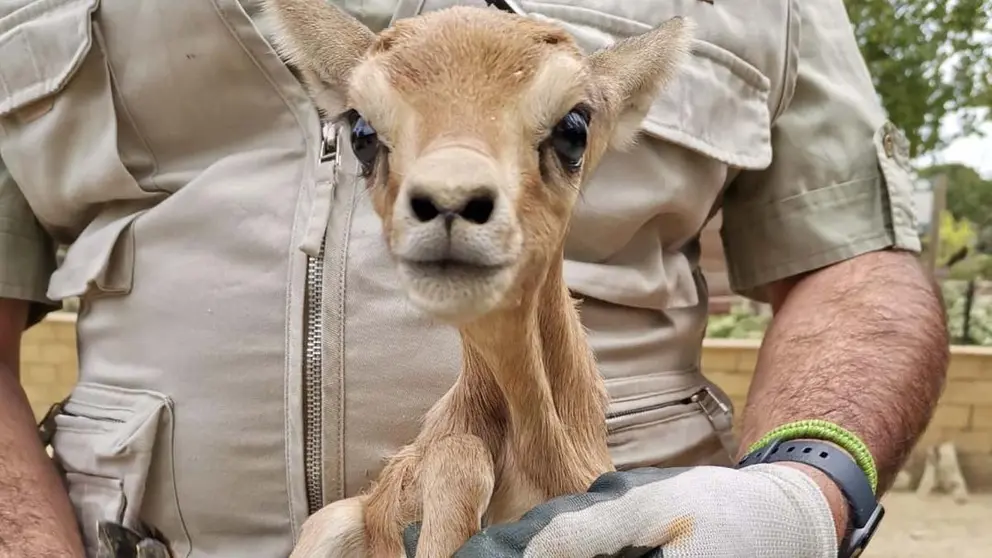 Zoobot&aacute;nico_Macho Gacela Dorcas