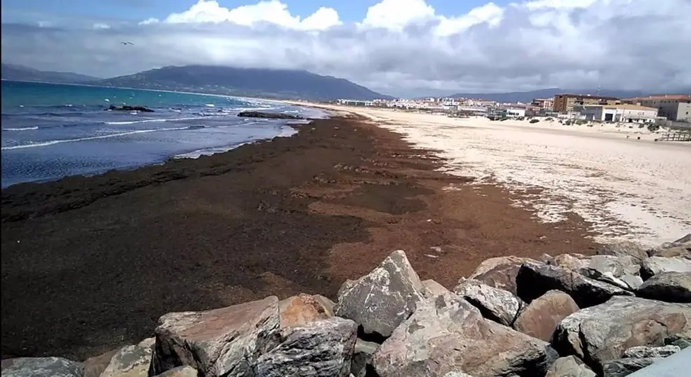 Playa de Tarifa inundada con el alga asi&aacute;tica