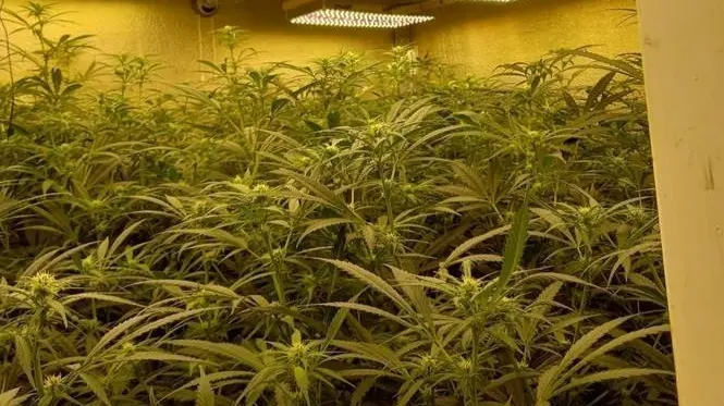 Plantaci&oacute;n de marihuana en El Puerto de Santa Mar&iacute;a