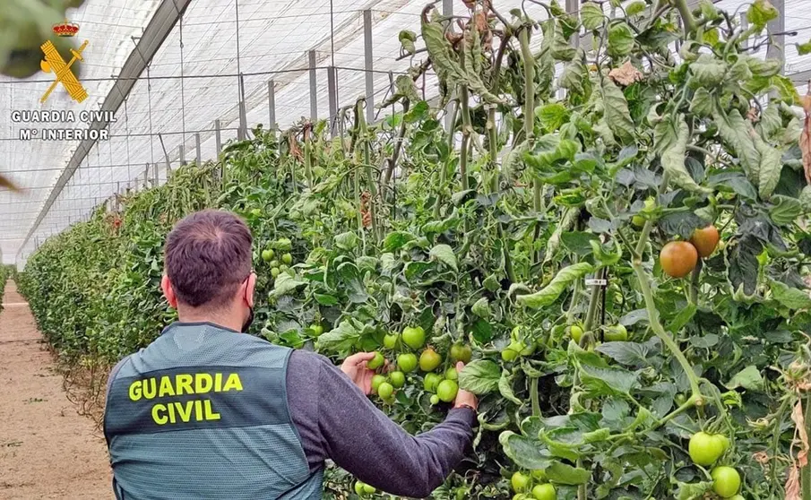 Robo de tomates en El Ejido | Guardia Civil