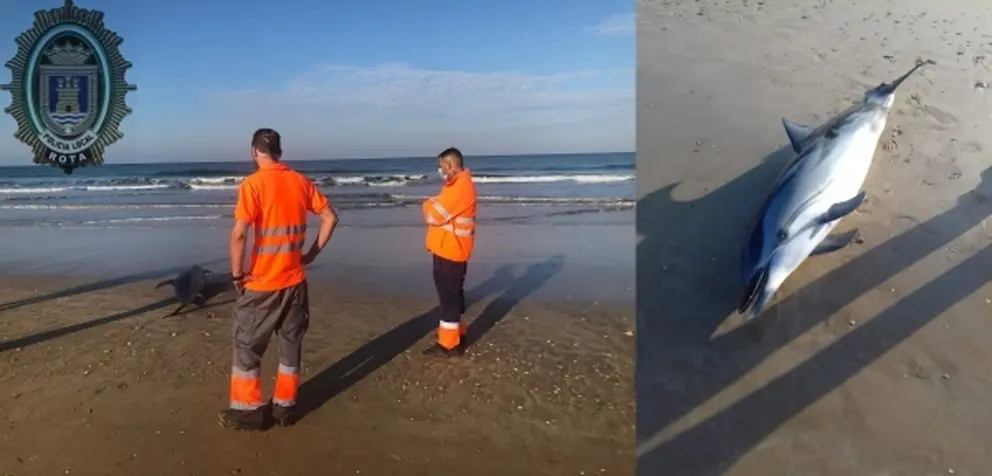 Delf&iacute;n muerto provincia de C&aacute;diz