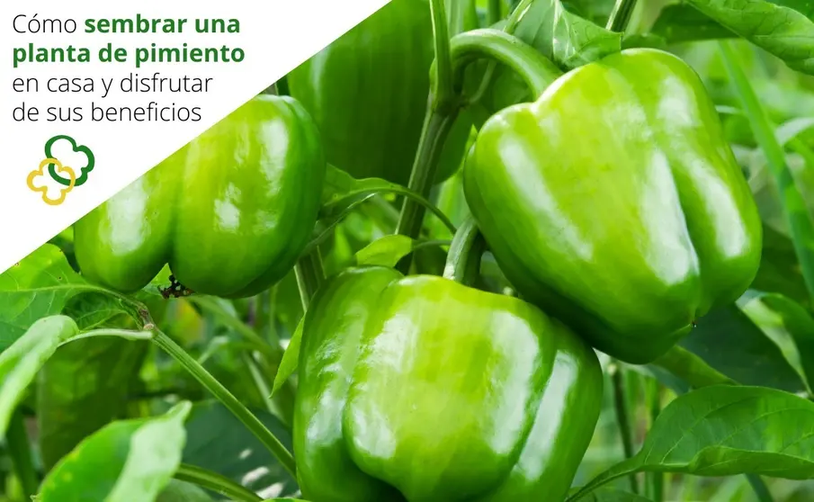 Como sembrar una planta de pimiento en casa y disfrutar de sus beneficios