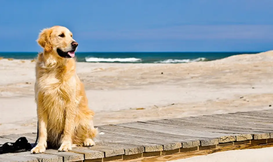 Un perro en una playa