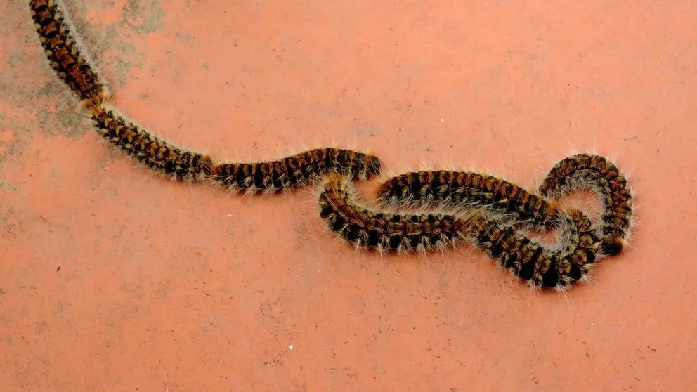 Orugas procesionarias en fila