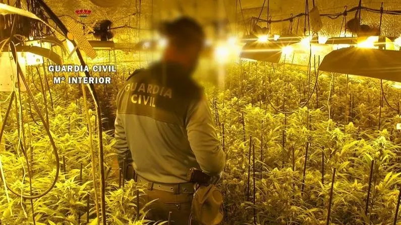 Guardia Civil en la plantaci&oacute;n de marihuana en Atarfe (Granada)