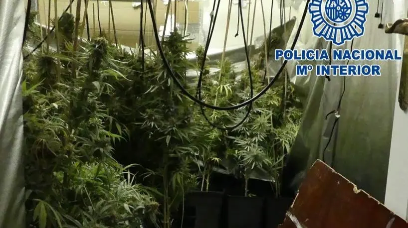 Plantaci&oacute;n de marihuana en El Puerto