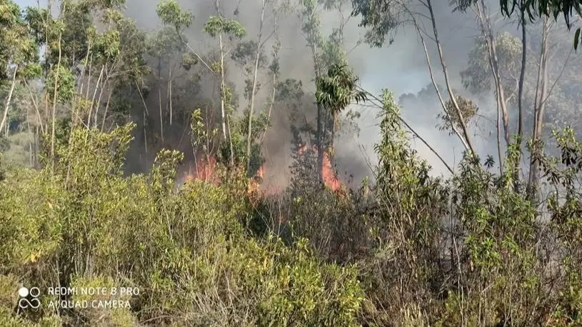 Incendio forestal en Cala&ntilde;as (Huelva)