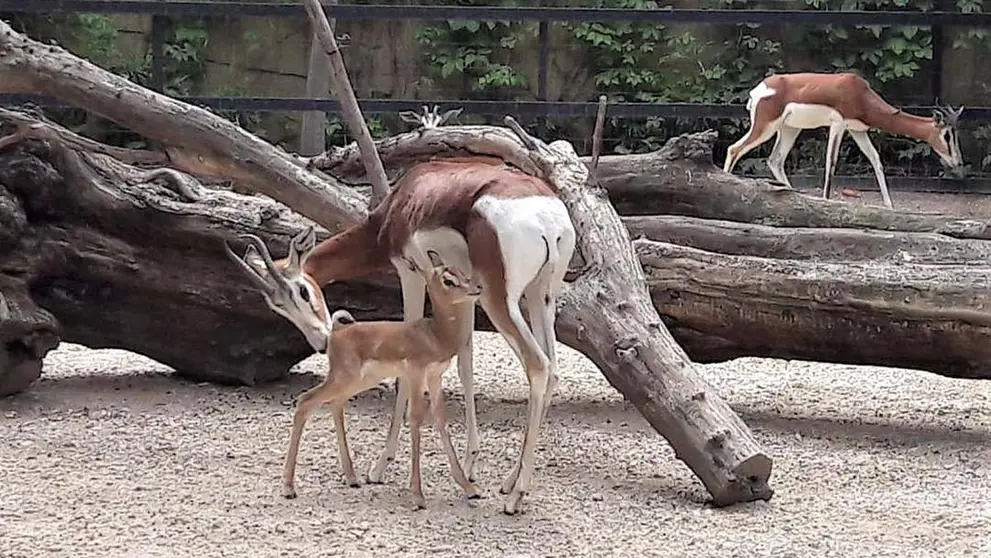 Nace una nueva cr&iacute;a de gacela Mhorr en el Zoo de Jerez