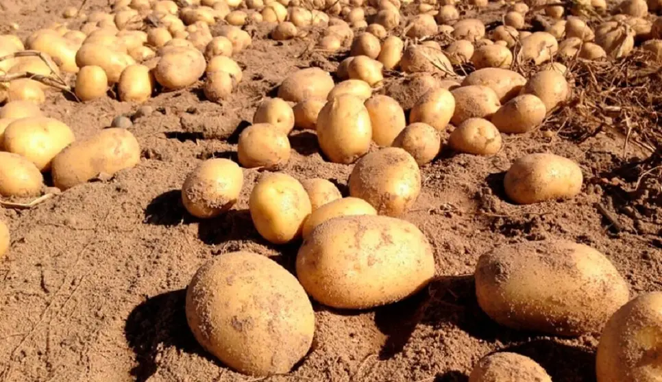 Patata nueva andaluza