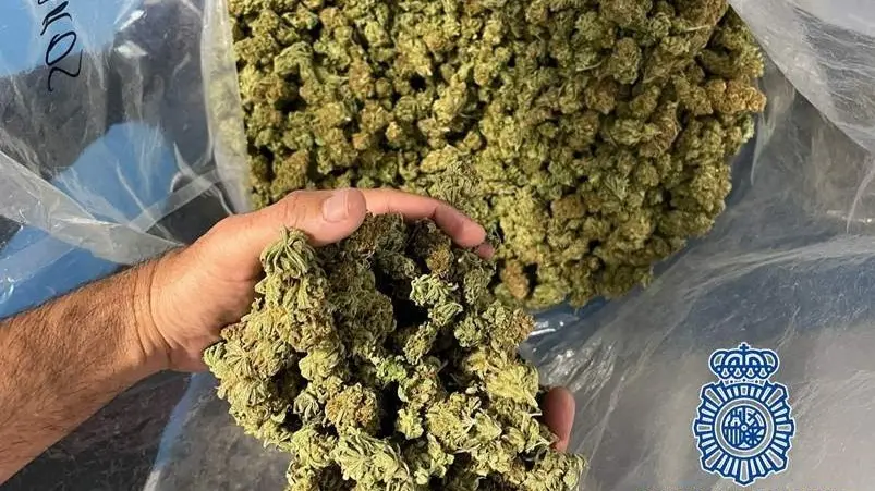 Marihuana incautada en Jerez de la Frontera