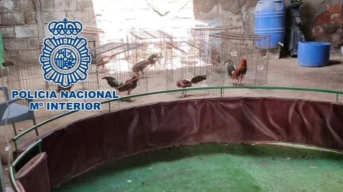 Gallos de pelea