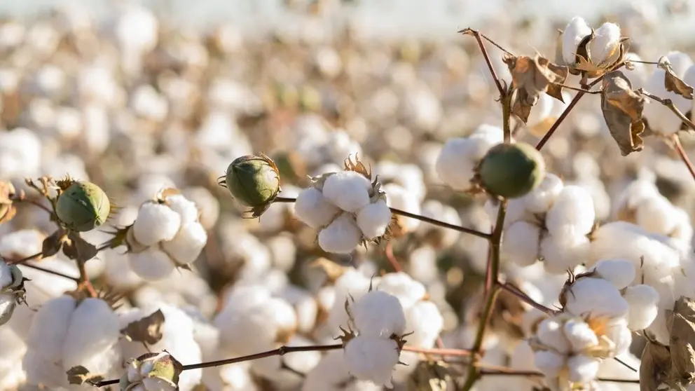 Plantaci&oacute;n de algod&oacute;n