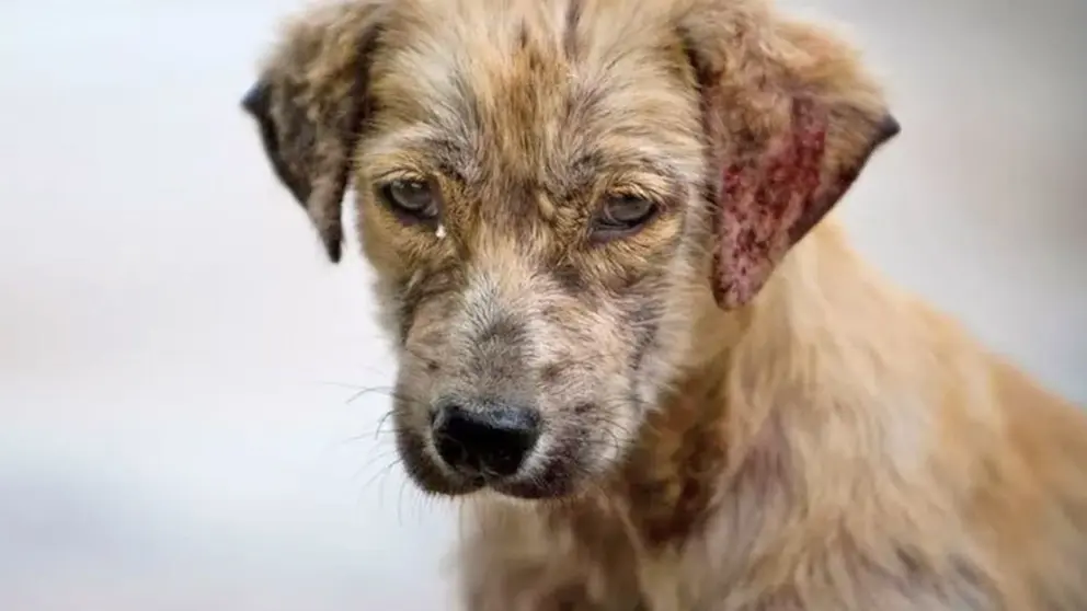 El monumento a las mascotas abandonadas de Jerez saldr&aacute; de los colegios
