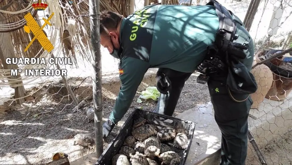 Intervenci&oacute;n de tortugas moras