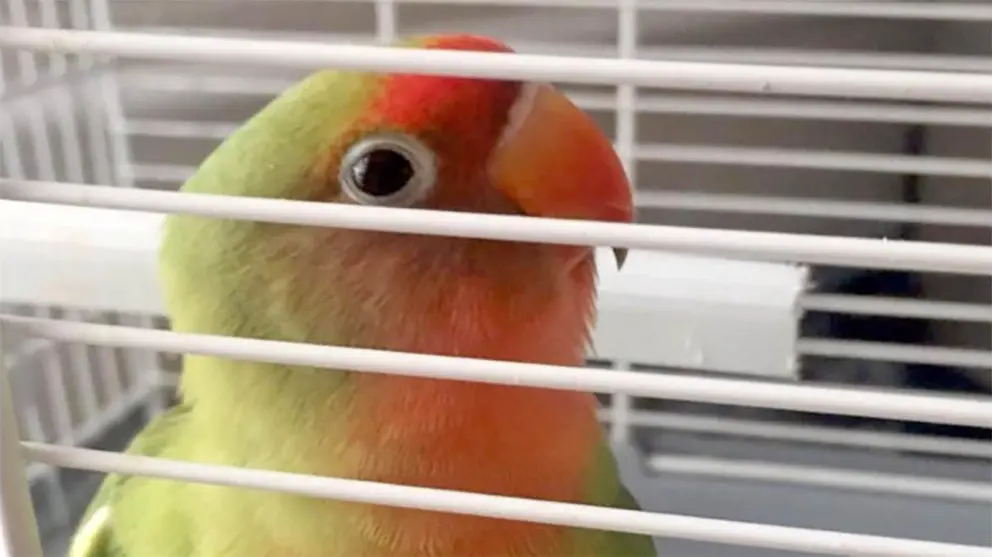 Agaporni perdido en Jerez 