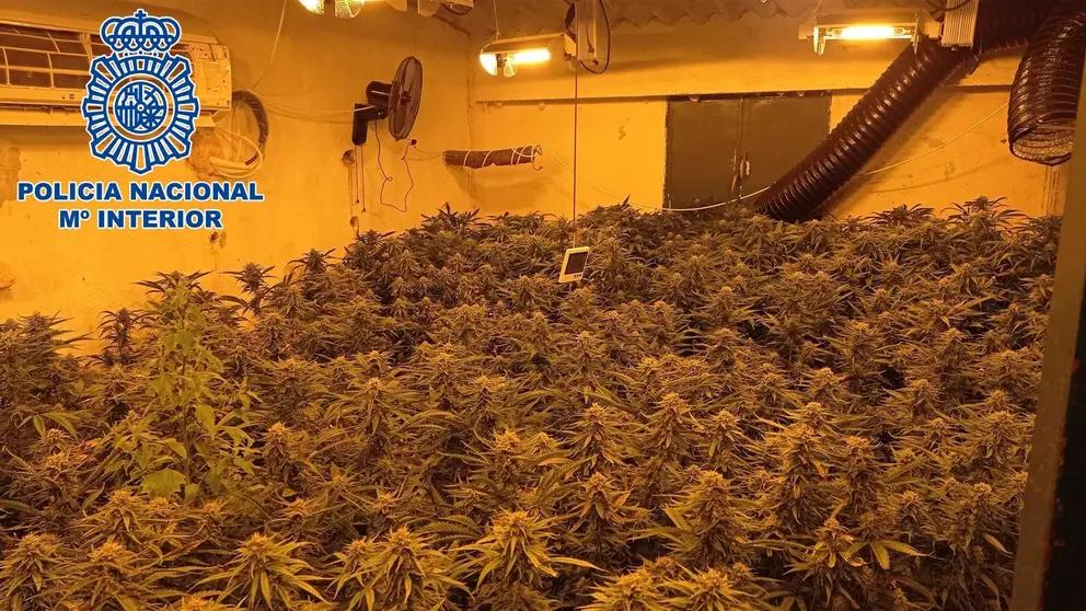 Sucesos C&aacute;diz Descubren cultivos de marihuana en Sanl&uacute;car (1)