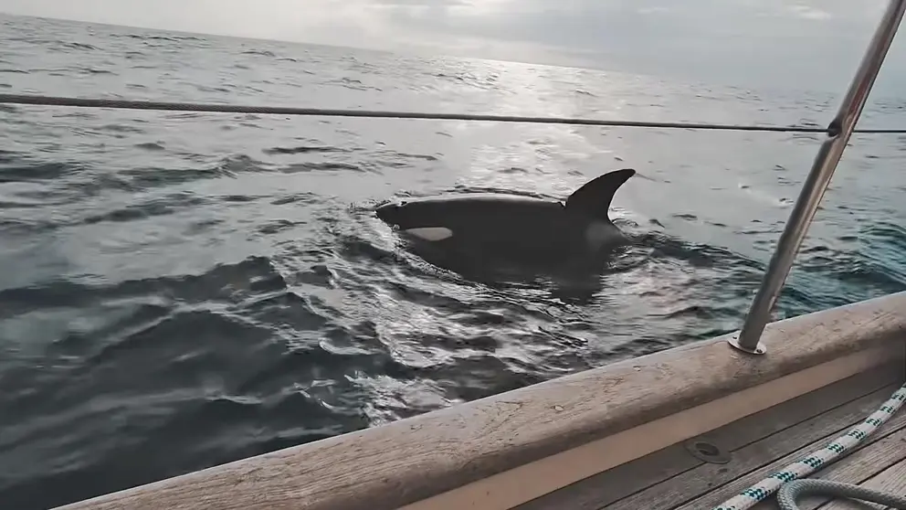 Orcas atacan un velero en la Costa de C&aacute;diz