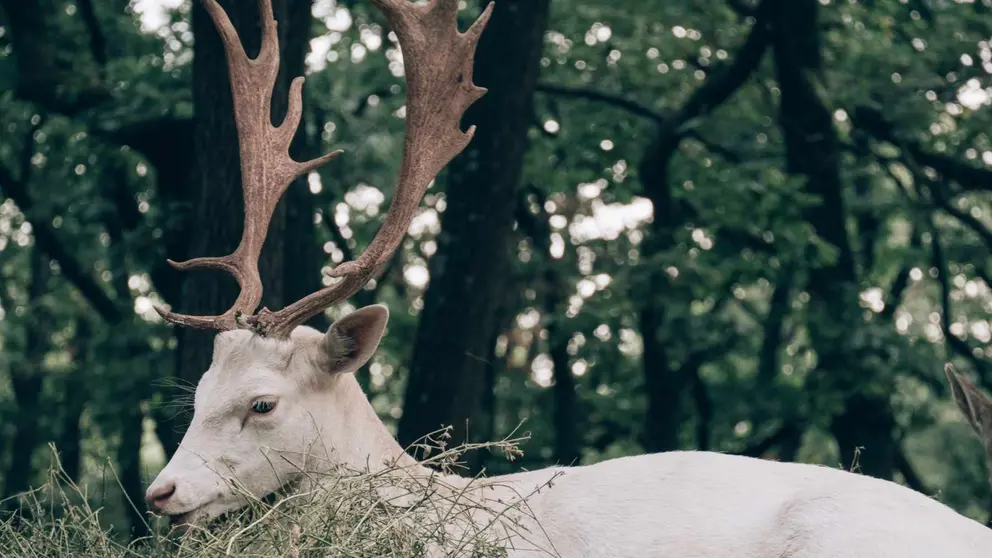 Ciervo Albino