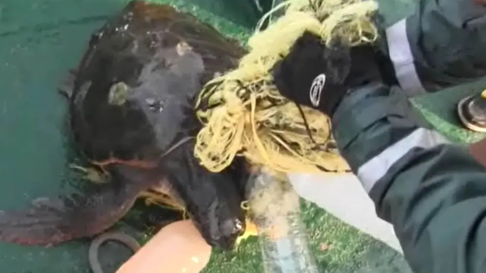 Tortuga marina rescatada por la Guardia Civil