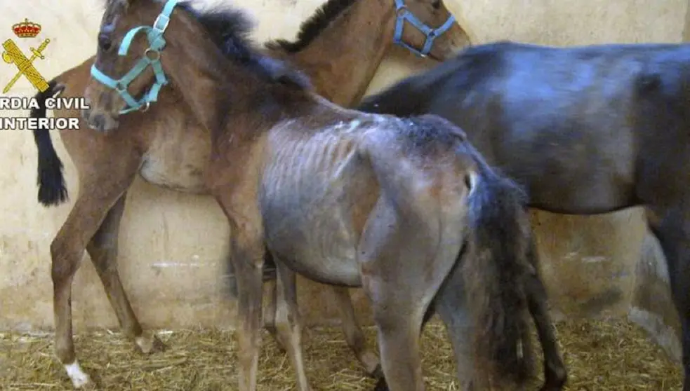 Mata a dos caballos y deja a varios desnutridos en Algeciras