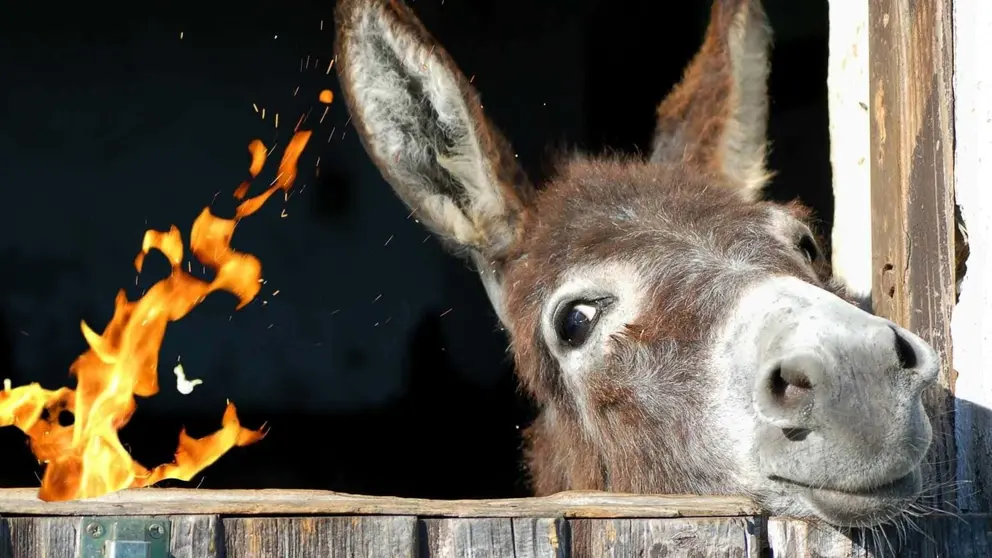 Rescate de un asno en un incendio - El MIRA
