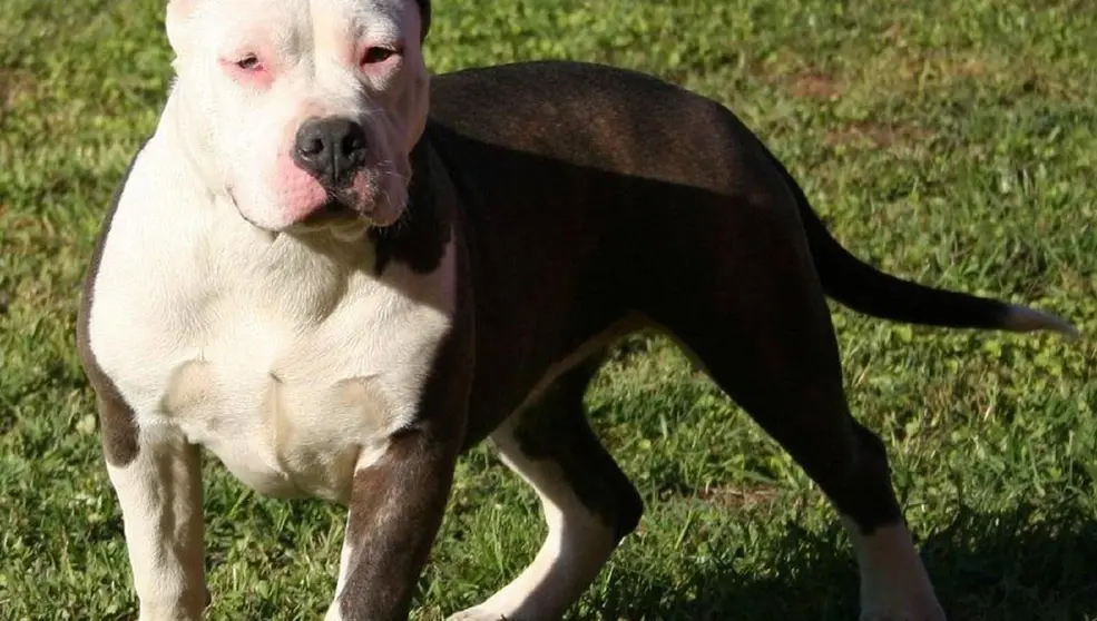 Un perro de raza peligrosa ha atacado a un beb&eacute;