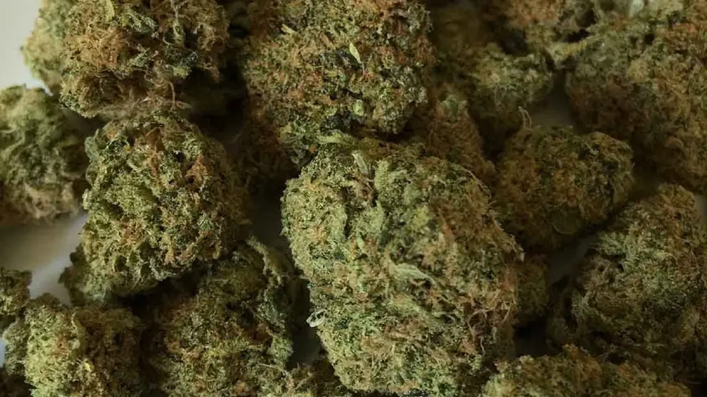 Cogollos de marihuana envasados