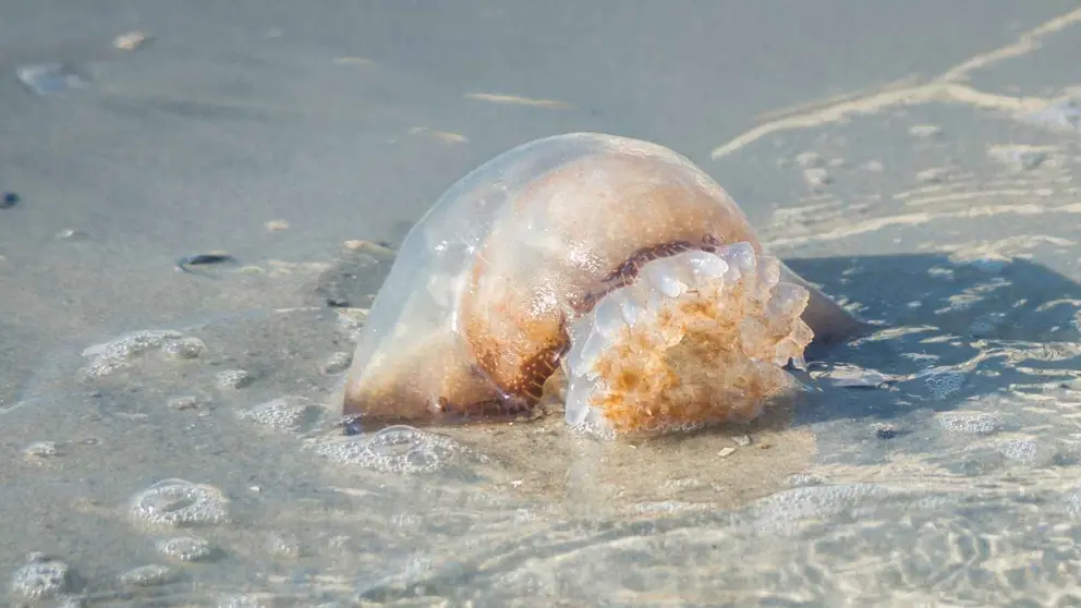 Bandera Amarilla en Marbella y Mijas por medusas