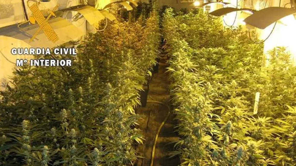 Plantaciones de marihuana