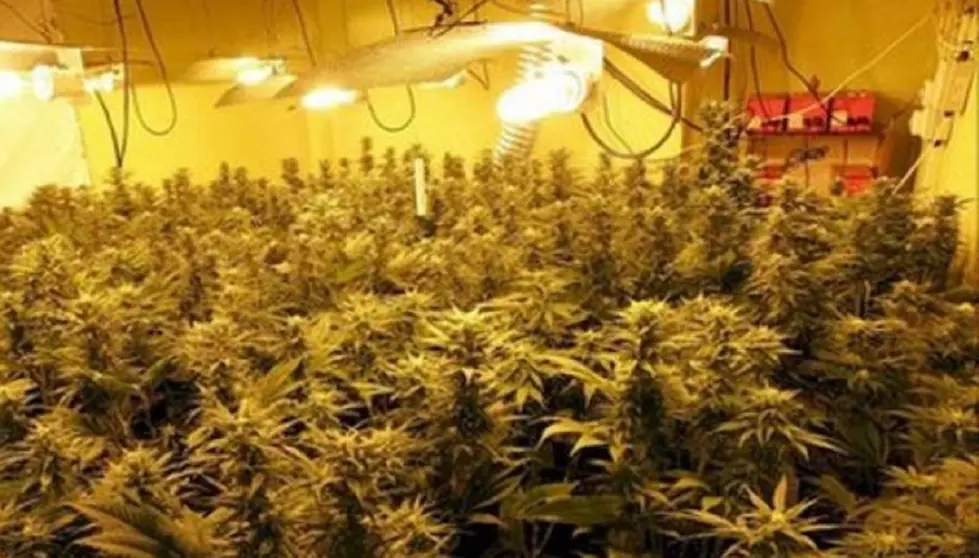 Cultivo de marihuana en Almer&iacute;a