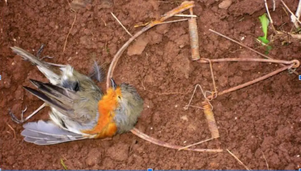 Caza ilegal de aves en Ja&eacute;n
