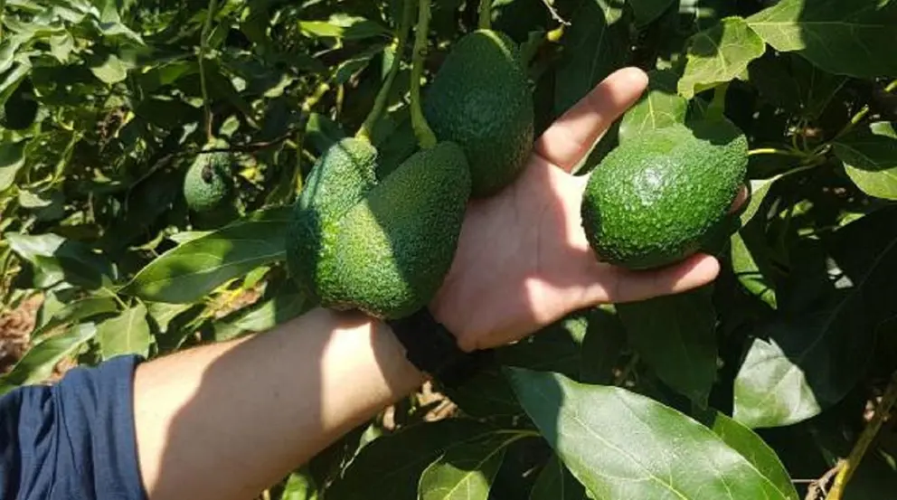 Robo de aguacates en fincas de M&aacute;laga