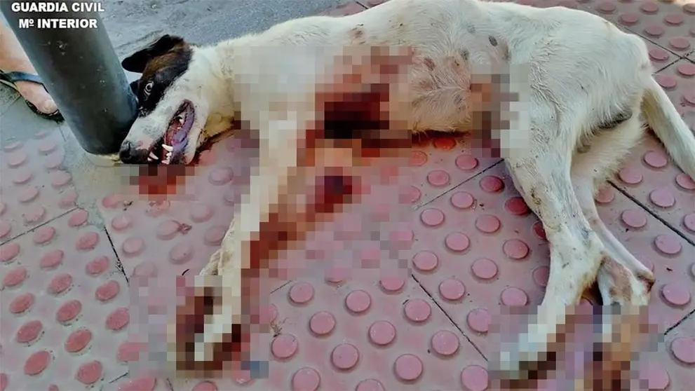 Arrastra a un perro mientras iba en ciclomotor durante 3 kil&oacute;metros en Almu&ntilde;&eacute;car