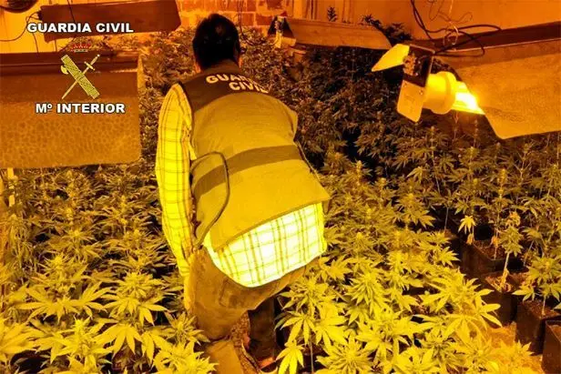 Plantaci&oacute;n de marihuana encontrada en una vivienda de La Mahal&aacute;