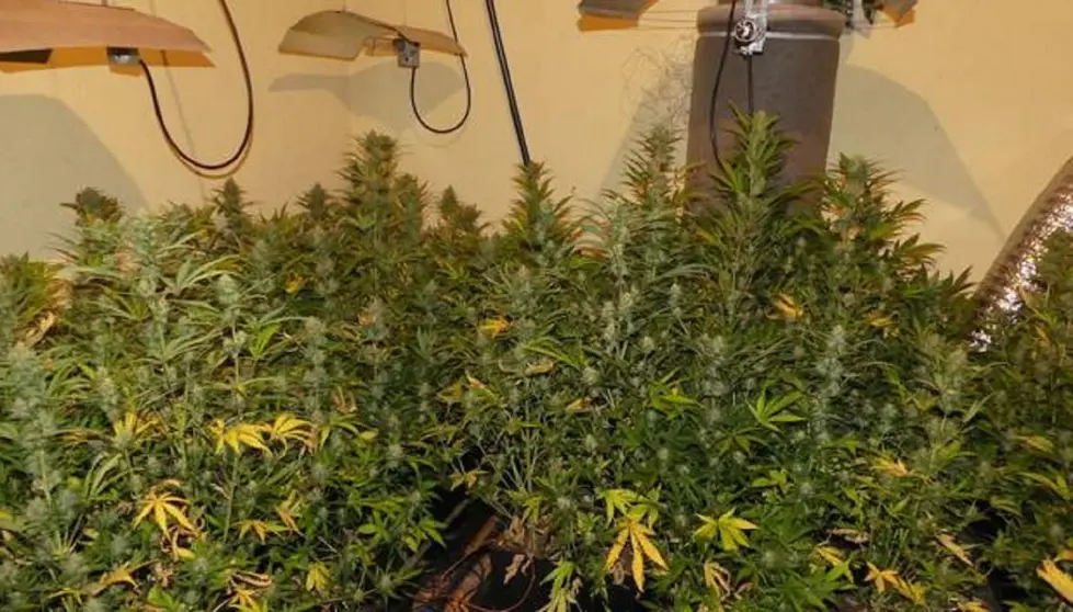 Cultivo de marihuana en viviendas