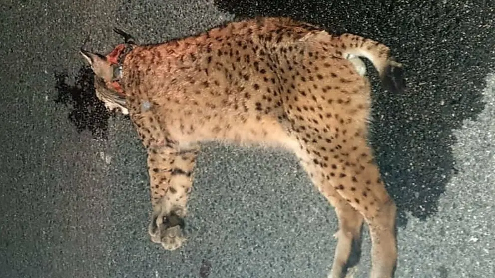 M&aacute;s multas contra los atropellos de linces en Andaluc&iacute;a