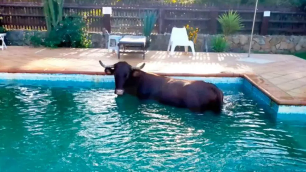 Una vaca se tira a la piscina de un hotel en Tarifa y los hu&eacute;spedes no dan cr&eacute;dito