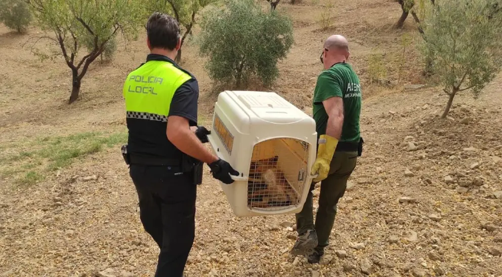 El zorro envenenado en Casabermeja