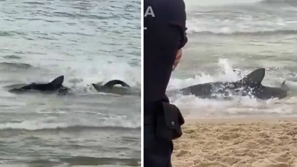Tibur&oacute;n en la playa de Benidorm (Valencia)