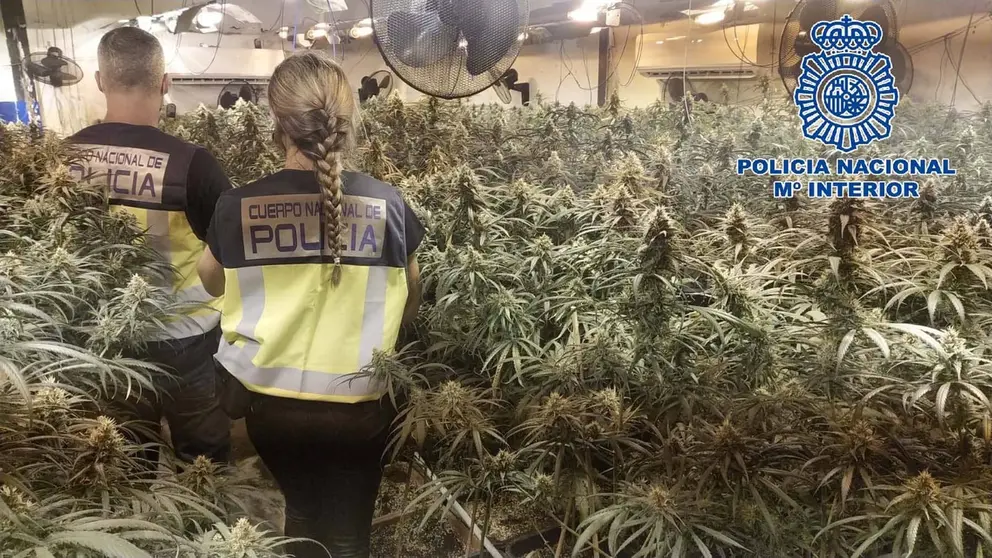 Sanlucar Plantaciones Marihuana (3)