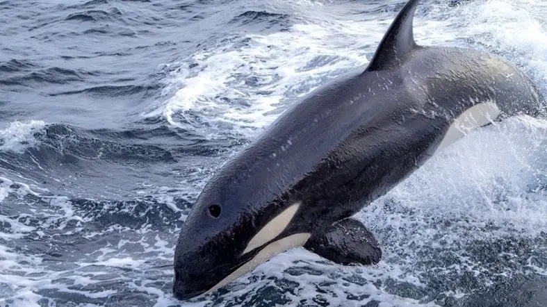 Descubre por qu&eacute; las orcas atacan a veleros en C&aacute;diz